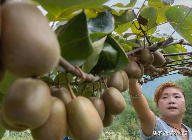 新农知识——果树栽培管理措施及种植技术，要点分析