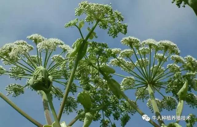 白芷的繁殖方式和栽培技术管理