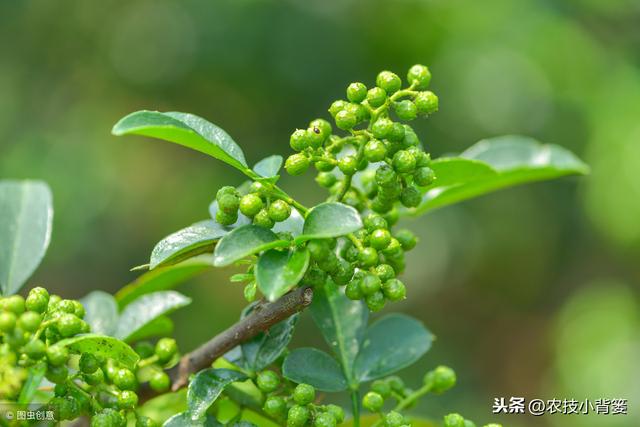 花椒种壳厚播种后难出芽？这样种植出芽率更齐、成活率更高！