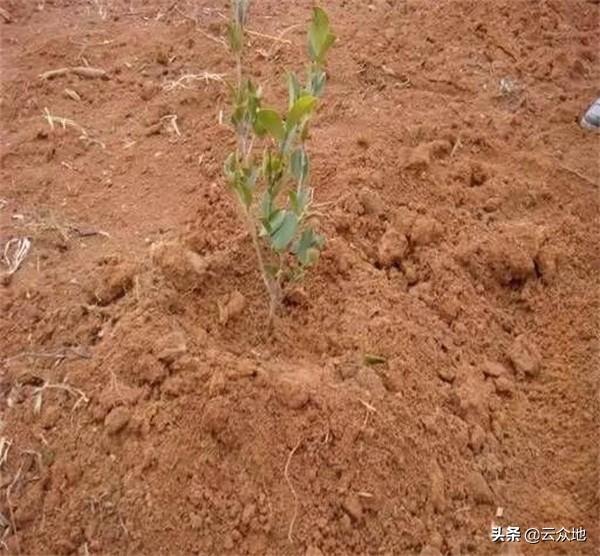 油茶苗栽植后如何抚育管理？做好培蔸、追肥，掌握抚育时间及方法