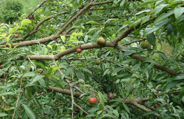 李子栽培，果农种植时需掌握以下关键要点，及病虫害防治