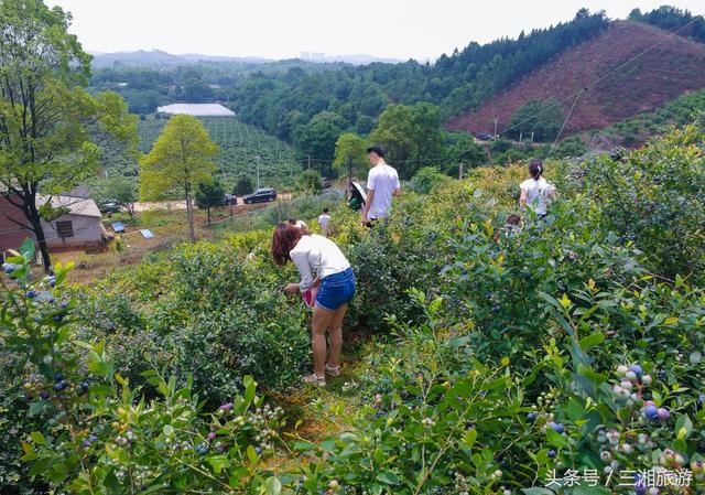 长沙南部有个蓝莓基地，果大微酸带甜味，初夏已进入盛果采摘期