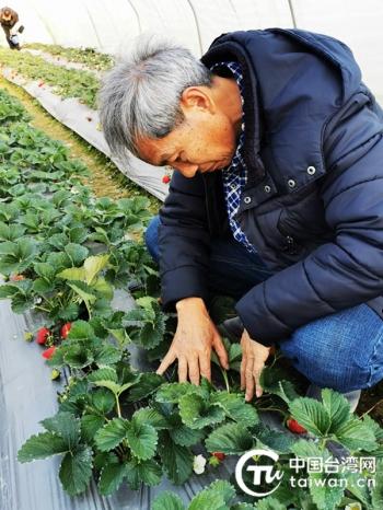 台商陈政沼到玉溪考察草莓种植