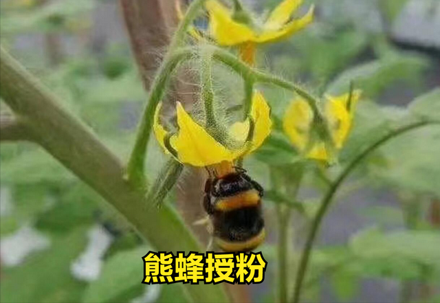 无土栽培西红柿，这8项技术标准一定要懂，是成功与否的关键