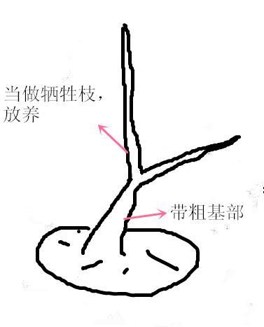 柽柳盆景的欣赏、制作要素和养护方法