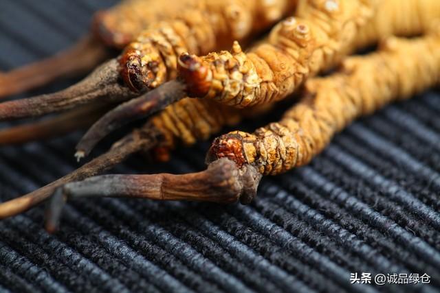 冬虫夏草的种植技巧：如何在家里培育出高品质的虫草