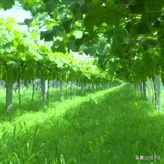 阳光玫瑰种植培训技术