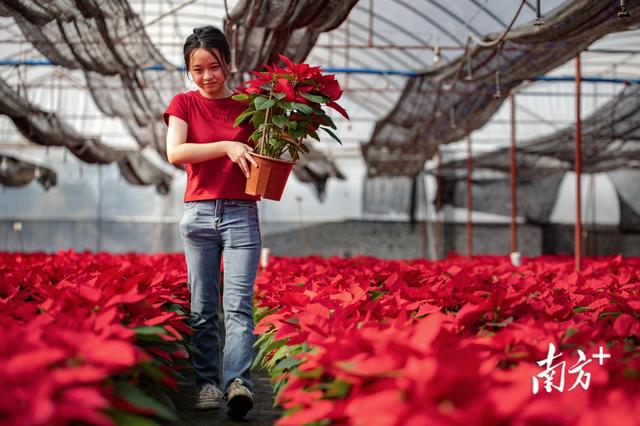 花卉基地订货忙，白云区300万盆年花上市