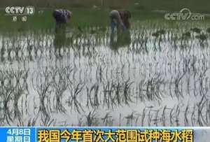 日本水上种植蔬菜视频(袁隆平改良的海水稻海南种植成功，亿亩能多养活8000万人)