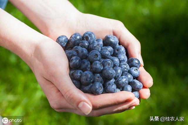 南方种植蓝莓，要选择好品种和注重管理