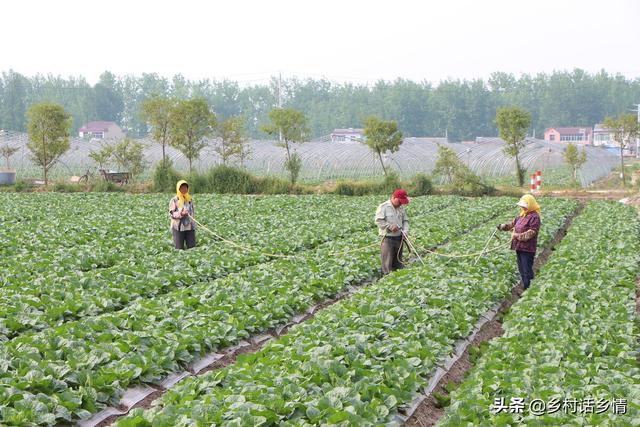 蔬菜种植我常用三个新方法，掌握好了，种啥菜也不愁长不好