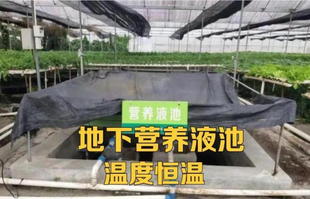 无土栽培西红柿，这8项技术标准一定要懂，是成功与否的关键