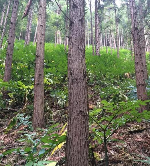 魔芋高产种植技术，如何选择适合魔芋种植的田块，遵从4个原则