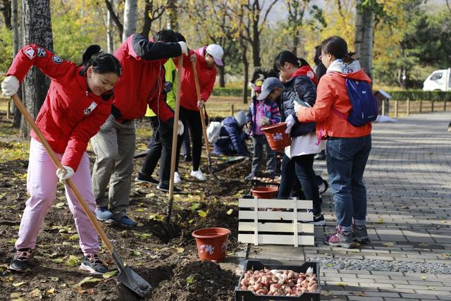 北京植物园40万株郁金香已入地种植，明年春天来赏花