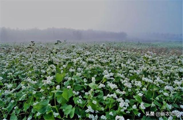 科学种植新技术新高点，荞麦高产种植技术要点，实用好文