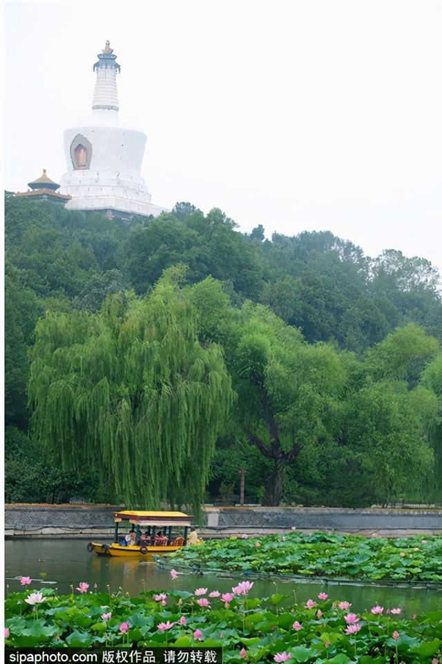 京城荷花正盛开！推荐10大观赏地，有的还免费！