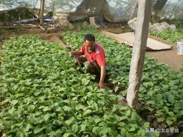 露地茄子育苗最佳时间及主要方法