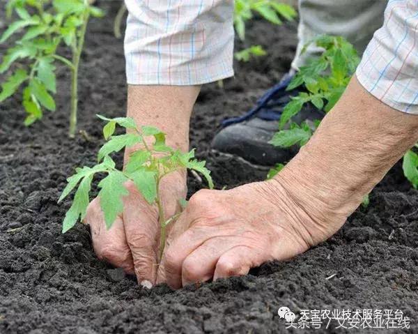 千禧这么挣钱为啥不种呢？附栽培技术！