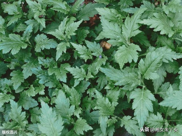 如何人工种植菊花脑？掌握以下因素是关键