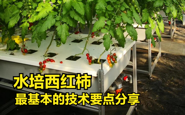 无土栽培西红柿，这8项技术标准一定要懂，是成功与否的关键