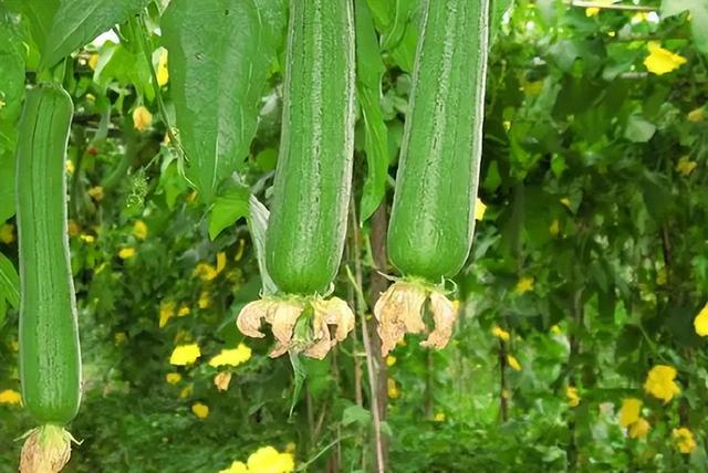 若你家有菜地，想办法种这10种蔬菜，管理粗放产量高，新手也能种