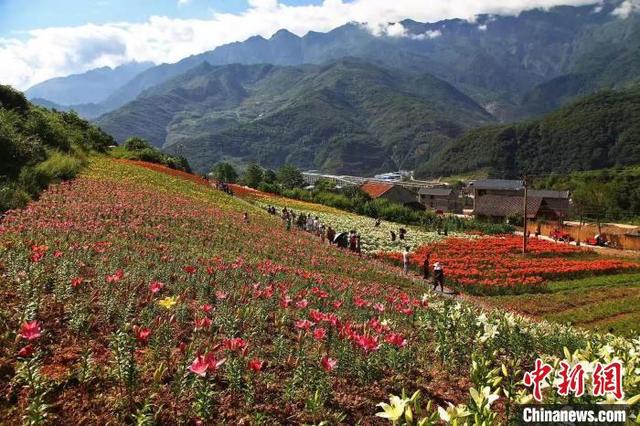 四川茂县：80余亩百合花盛开惹人醉