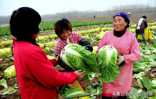 种植大白菜抓好这几个阶段的浇水与控水，前期长势好、后期产量高