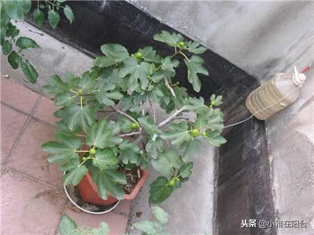 种植无花果，只要知道这一技巧，一个枝条种一棵，发芽长根结满果