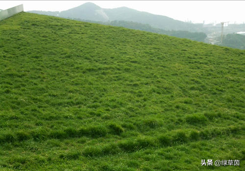 高羊茅草坪成坪快，耐寒耐热，景观效果好，种植与养护技术介绍