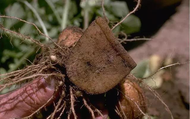 涨姿势！让荷兰人教你种马铃薯，中国种植最普遍的品种叫“荷兰”