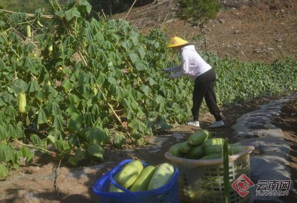 【高清组图】云南镇康桃子寨村：黄瓜特色种植致富快