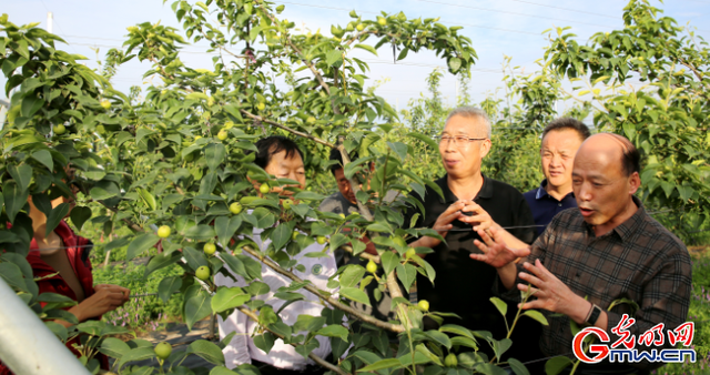 坚守一甲子 只为梨满枝