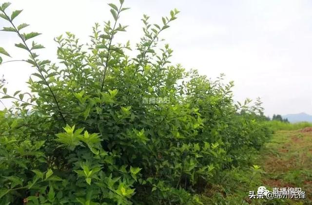 臭黄荆竟是香饽饽 这片“神奇叶子”竟亮相央视