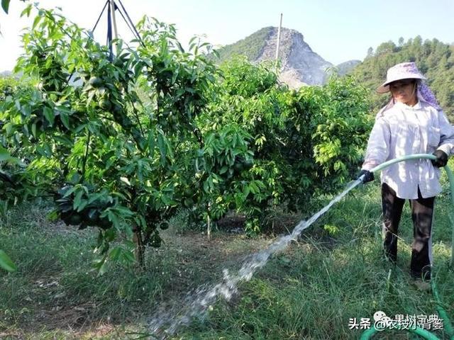 果树萌芽期、花芽分化期、花期、结果期各需要怎样的温度与湿度？