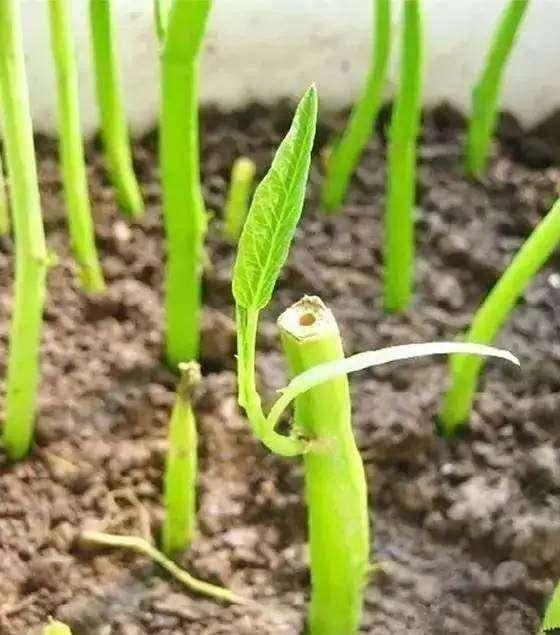 院子里有地别闲着，6种菜梗插土里，5天就生根发芽，超好活