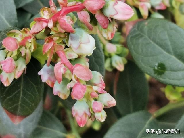 家庭种植蓝莓，想要多结果，结大果，人工授粉不可少