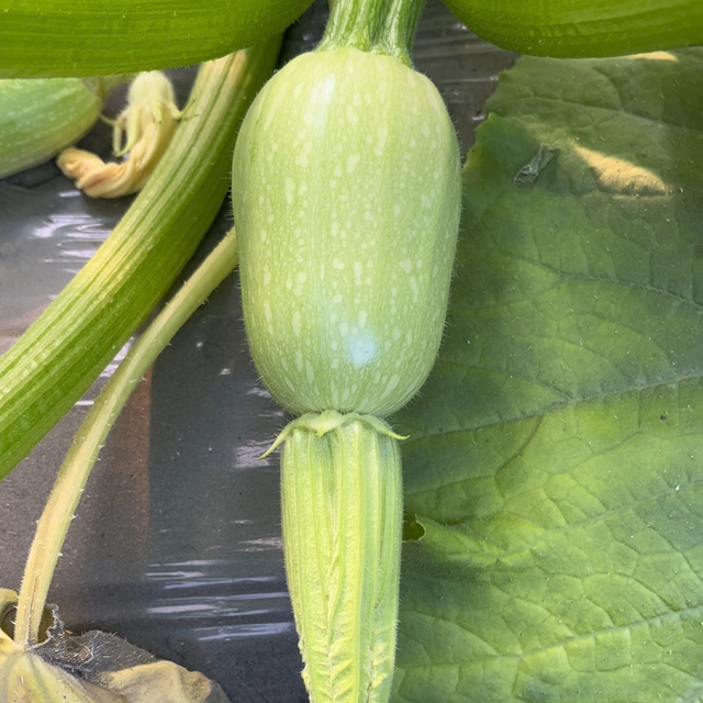 西葫芦单性结实的原因和解决办法#番茄