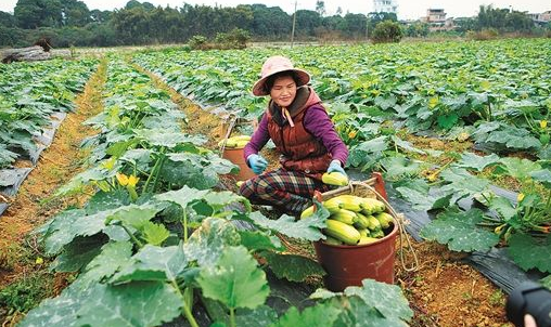 早春西葫芦高产栽培技术，及定植后管理，你都了解了吗？