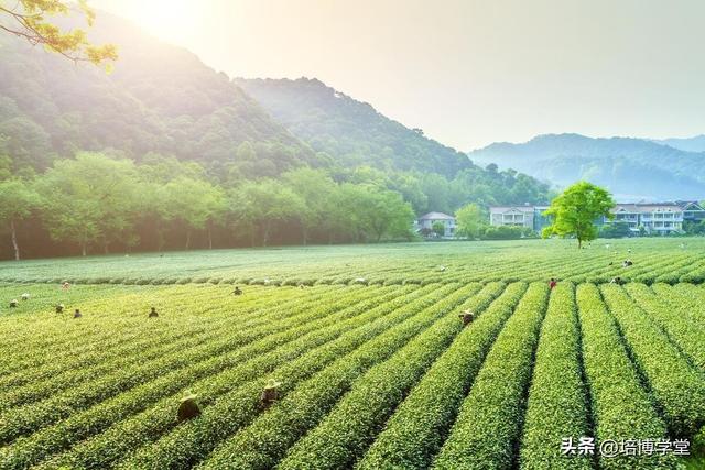 孙培博：不要再误解有机农业了？来自80岁老农业科学家者的心声