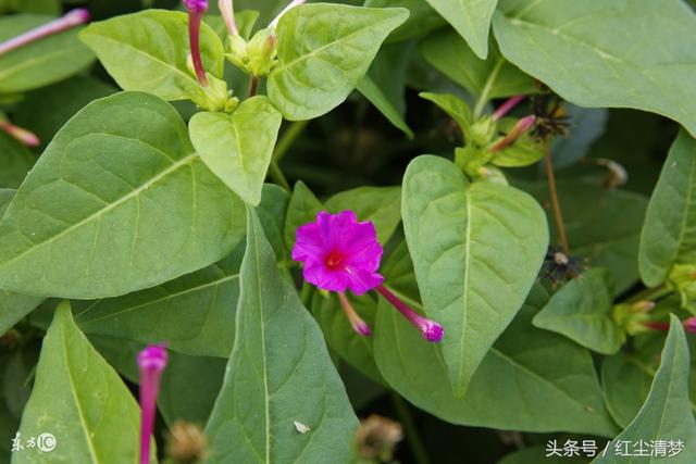 在暮色里，采集紫茉莉的花籽