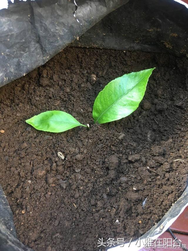 一个塑料袋，一个桶，在家自制绿色有机肥，种花种菜不用买肥料