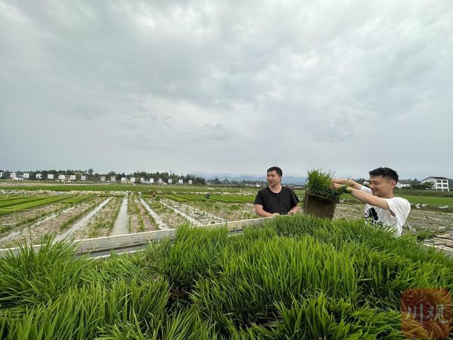 市州观察丨粮油作物更高产 达州要闯三道关