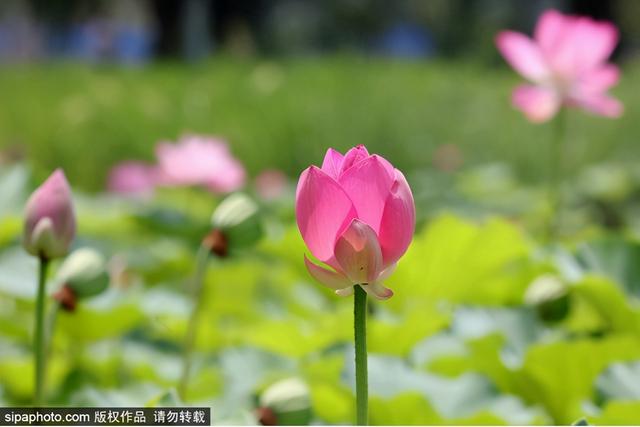 京城荷花正盛开！推荐10大观赏地，有的还免费！