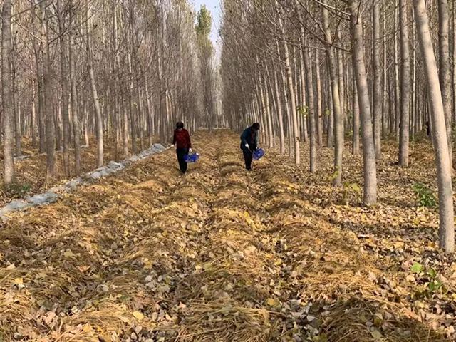 助力乡村振兴！富含17种氨基酸的赤松茸在夏津种植成功