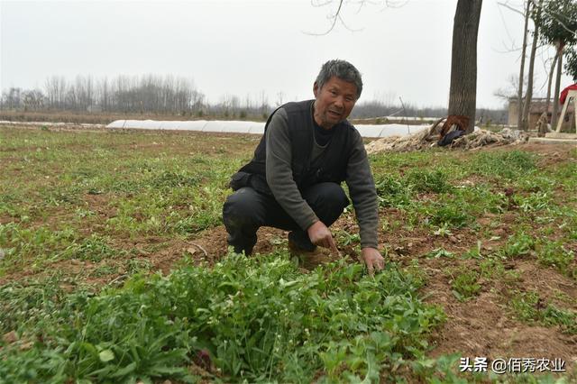 种植中药材白芷，除草是难题，人工除草成本高，该如何解决？