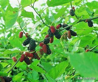 桑葚树种植难不难，一般怎么种植呢？