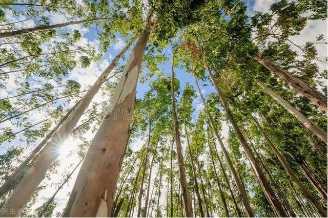 对桉树不能一禁了之，规范、科学种植才是广西桉树的出路