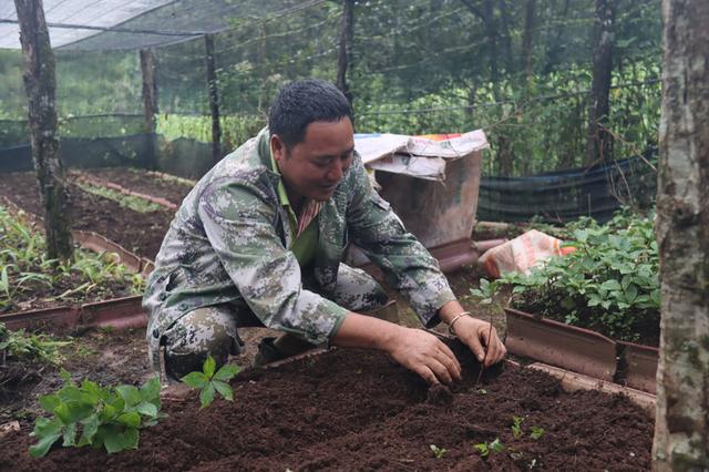 云南镇沅：乡村种重楼 村民生活更上一层楼