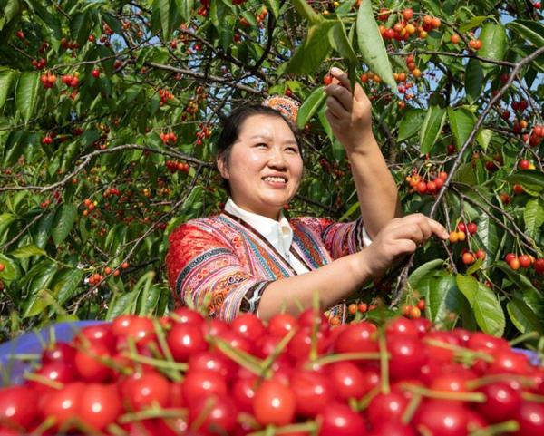 贵州毕节：樱桃叶底红 村民采收忙