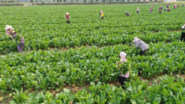 农民种植学会自制生物菌肥，省钱又增产，方法全部分享给你